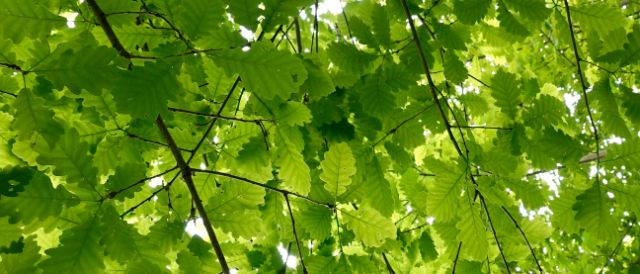 Bild von Baumästen mit grünen Blättern einer Eiche im Sonnenlicht